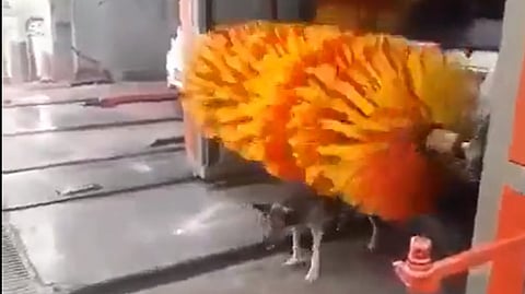 Screengrab of the video