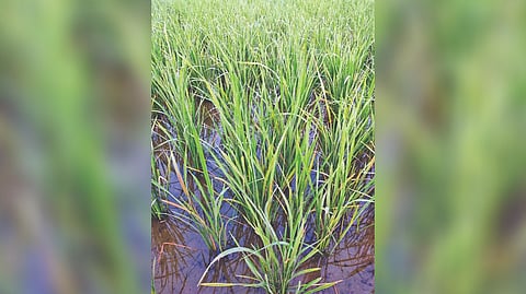 The standing paddy crop with red stalks which farmers.
