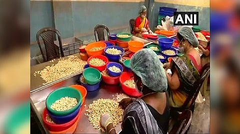 Indian cashew processors cashing in on demand