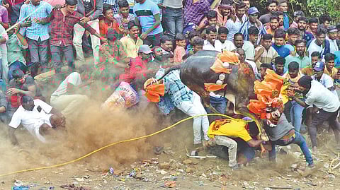 Spectators rushing into bull run path at Melmayil on Monday.