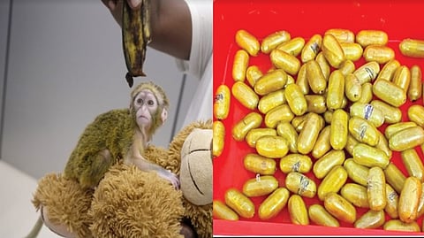 The seized items included exotic species, narcotics, gold, gadgets, etc.