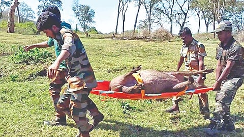 Carcass of a wild boar being carried away by Forest Department staff in MTR on Tuesday