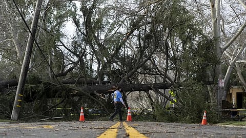 An East Sacramento resident crosses the street in front of a tree blocking H Street near 36th Street in Sacramento