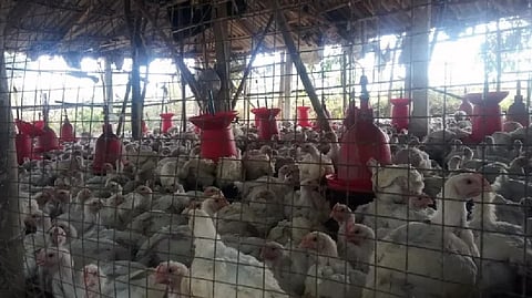 Representative image