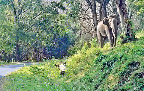 A lone tusker walking along Sethumadai-Top Slip
Road on Wednesday