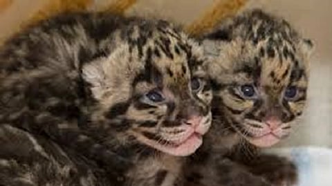 Two leopards cub spotted in Asola Sanctuary