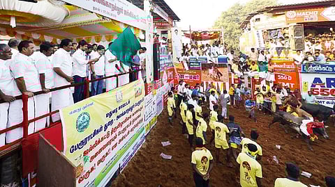 Sports Min. Udhayanidhi flags off Alanganallur Jallikattu