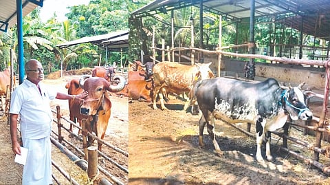 Ex-agri engineer M Natarajan with congridge native breed in Kumbakonam, (right) an Umbalacherry breed cow