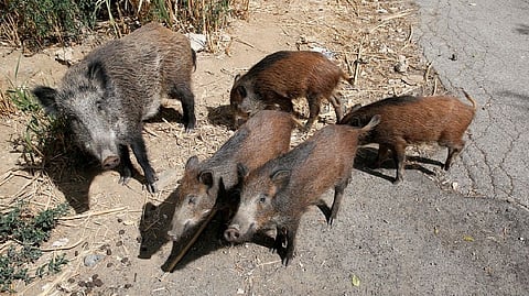 Wild boars roam a street foraging for food