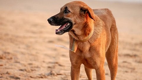 Representative Image