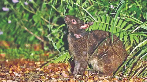 Representative image