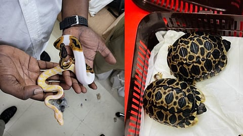 Ball pythons and star tortoises recovered at Chennai airport.