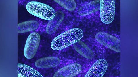 AMR containment strategies must be urgently integrated in health programmes: Centre