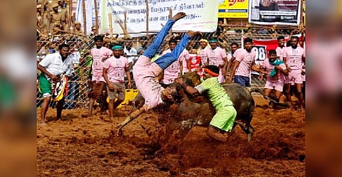 A villager is pinned down by a bull as another attempts to control him during the annual bull-taming