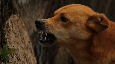 Representative Image