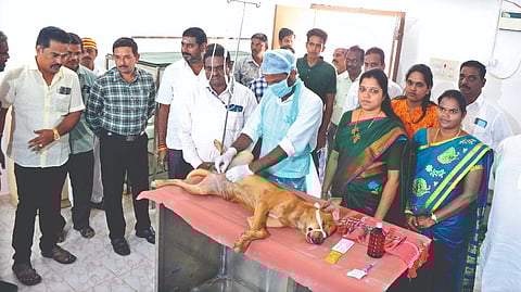 Vets performing ABC operation on a stray dog as part of Corporation?s drive to curb their menace in Vellore