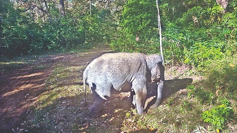The makhna walking into ATR forest area on Monday