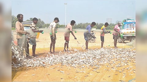 Fisherfolk engaged in shore net fishing near new harbour in Thoothukudi
