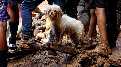 A dog covered in mud is seen at one of the landslide sites after severe rainfall at Barra do Sahy, in Sao Sebastiao, Brazil, February 21, 2023
