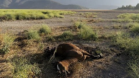 A dead horse lies on the dried lakebed of the Aculeo Lagoon during a drought in Paine, Chile, Dec. 22, 2022. The lagoon dried up several years ago.
