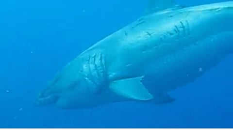 ?Deep Blue," the largest white shark