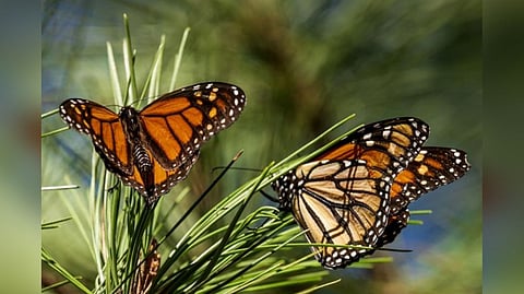 Monarch Butterflies