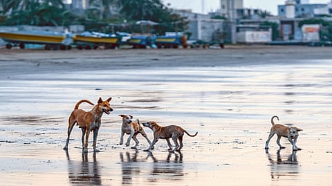 Representative image