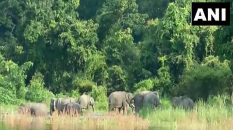 Tourists injured during elephant safari at Kaziranga National Park in Assam