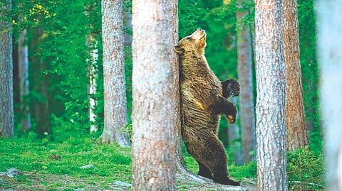 Why do bears rub against trees? New explanations are here