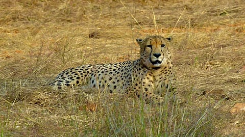 The cheetah is the world's fastest mammal and is endemic to the savannahs of Africa