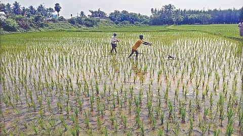 Farmers cultivating a land in Tiruchy