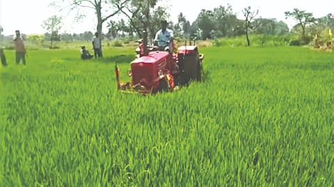 Official destroying crops