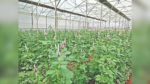A rose farm in Hosur