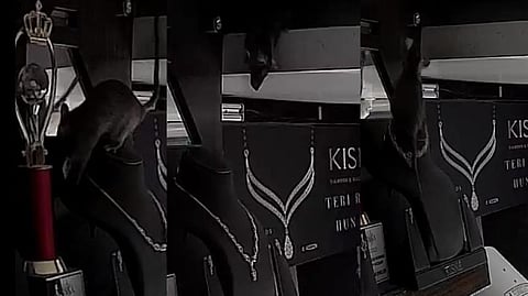 Rat steals necklace from jewellery store, netizens puzzled