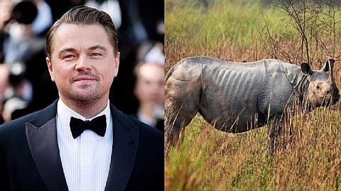 Leonardo DiCaprio; Picture of one-horned rhinoceros