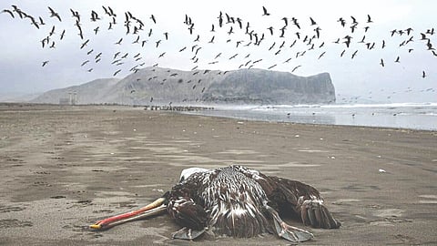 Representative image