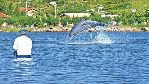 Marine companions: When your fishing buddy has a snout and a blowhole