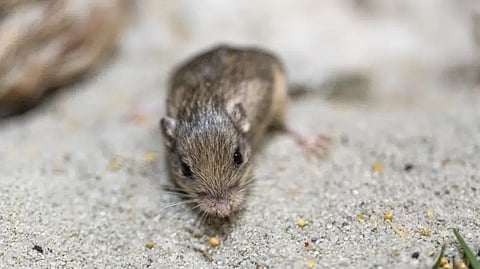 Pacific pocket mouse named Pat
