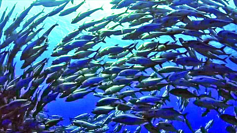 Oceanic mission: Saving high seas from overfishing, pollution