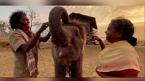 Bomman and Bellie with an orphaned elephant calf