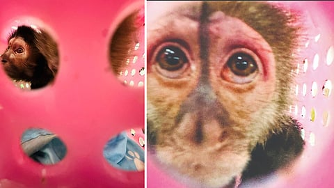 Marmoset Monkey seized from a passenger arrived from Bangkok at the Chennai airport on Monday