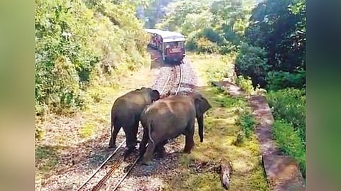 Tourists panic after elephants block Nilgiri Mountain Railway