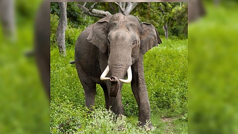 Representative Image