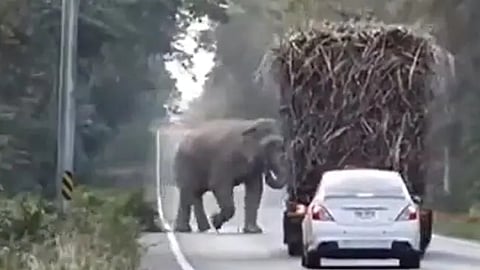 Screengrab from video