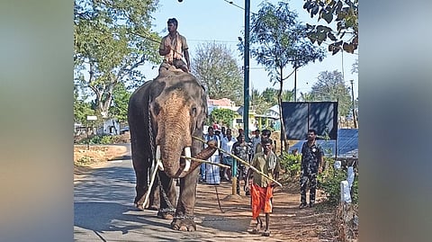 A kumki arrives to assist forest department in the hunt for ?Karuppan?