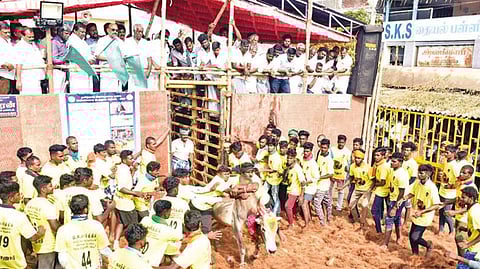 Minister SS SIvasankar flags off the jallikattu event in Ariyalur on Saturday.