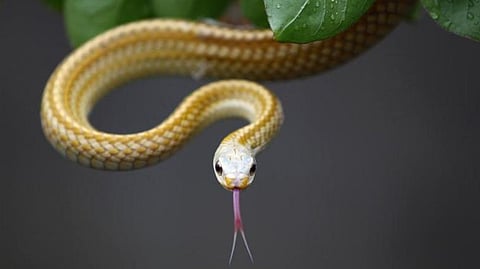 Representative Image