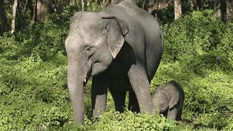 Representative image