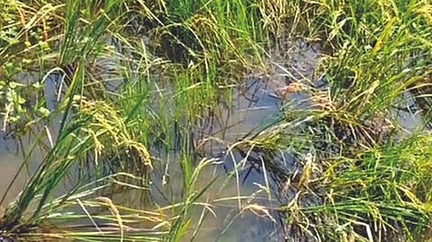 Representative image