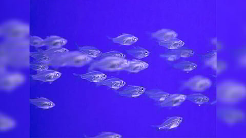 Representative Image